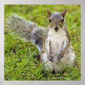 Squirrel Portrait Poster (Voorkant)