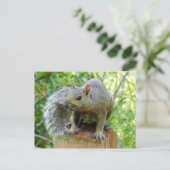 Squirrel Post Card Briefkaart (Staand voorkant)