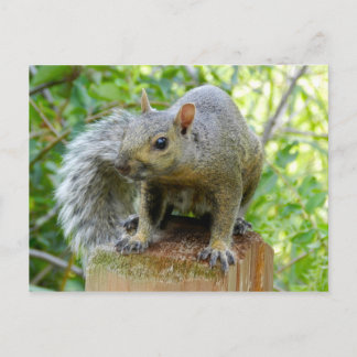 Squirrel Post Card Briefkaart