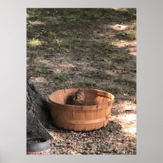 Squirrel Poster