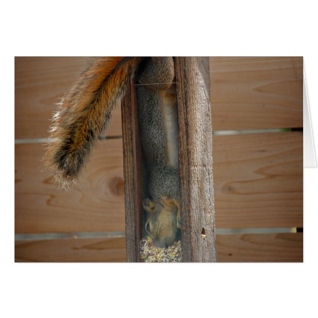 Squirrel Raiding Bird Feeder (Voorkant Horizontaal)