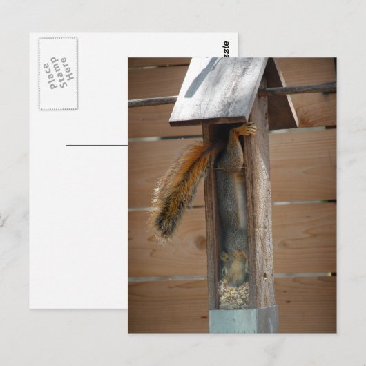 Squirrel Raiding Bird Feeder Briefkaart (Voorkant / Achterkant)