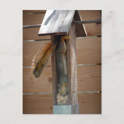 Squirrel Raiding Bird Feeder Briefkaart (Voorkant)