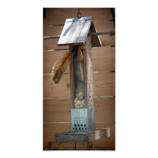 Squirrel Raiding Bird Feeder Foto Afdruk (Voorkant)
