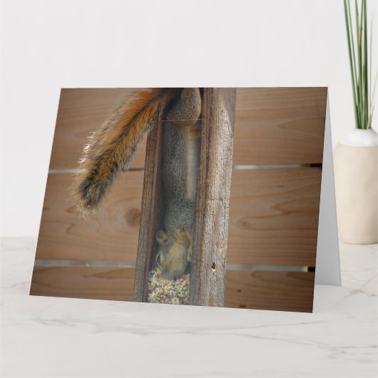 Squirrel Raiding Bird Feeder Kaart (Voorkant)