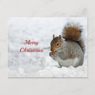 Squirrel Red Berry Sneeuwfoto Kerstmis Briefkaart