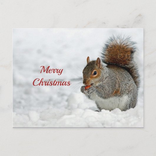 Squirrel Red Berry Sneeuwfoto Kerstmis Briefkaart (Voorkant)