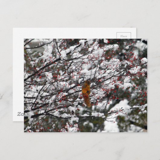 Squirrel Red Berry Tree Snow Briefkaart (Voorkant / Achterkant)