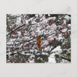 Squirrel Red Berry Tree Snow Briefkaart