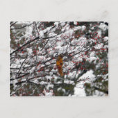 Squirrel Red Berry Tree Snow Briefkaart (Voorkant)