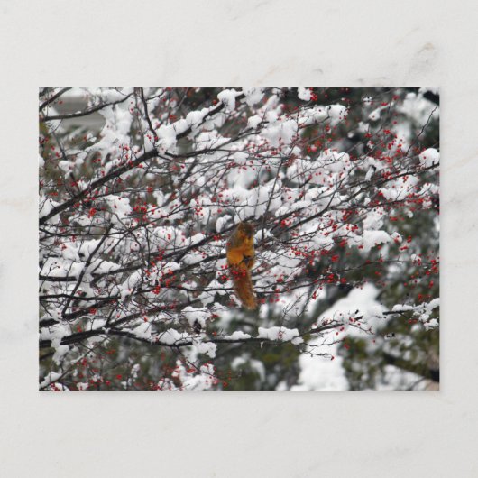 Squirrel Red Berry Tree Snow Briefkaart (Voorkant)