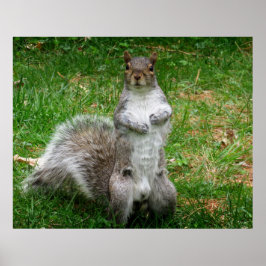 Squirrel Standing Poster