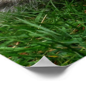 Squirrel Standing Poster (Hoek)