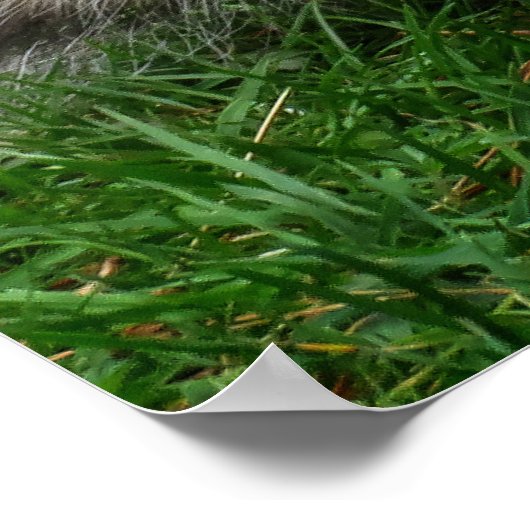 Squirrel Standing Poster (Hoek)