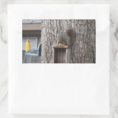 Squirrel Stickers (Tas)