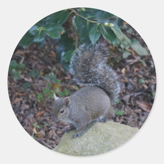 Squirrel Stickers (Voorkant)