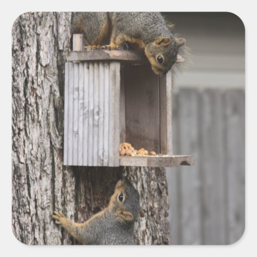 Squirrel Stickers (Voorkant)