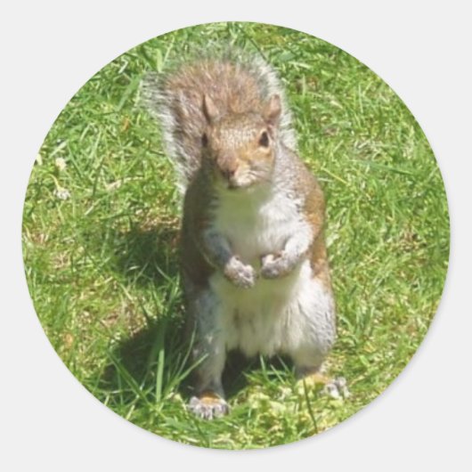 Squirrel Stickers (Voorkant)