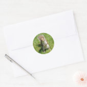 Squirrel Stickers (Envelop)