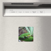 Squirrel Tree Frog, Timucuan Preserve, Florida Magneet (Insitu (Vaatwasser))