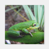 Squirrel Tree Frog, Timucuan Preserve, Florida Magneet (Voorkant)