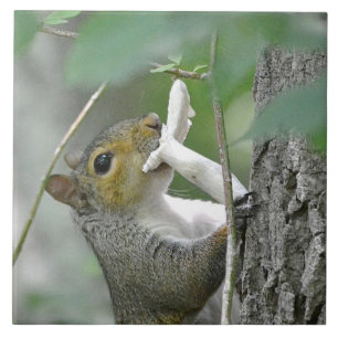 Squirrel Trivet Tegeltje