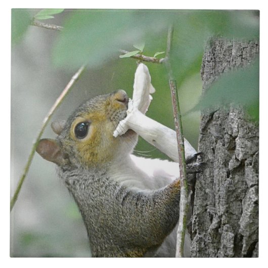Squirrel Trivet Tegeltje (Voorkant)