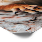 Squirrel Wild Animal Loving Portrait  Poster (Hoek)