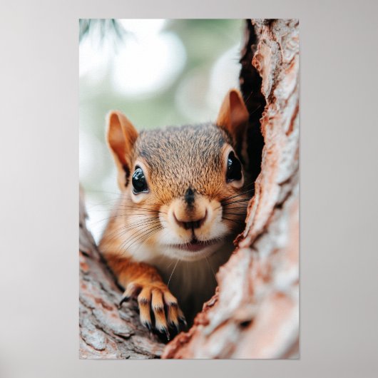 Squirrel Wild Animal Loving Portrait  Poster (Voorkant)