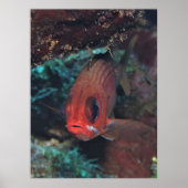 Squirrelfish Portret Poster (Voorkant)