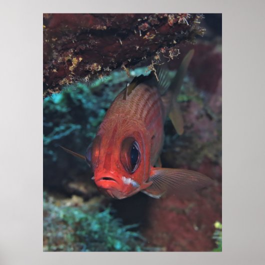 Squirrelfish Portret Poster (Voorkant)