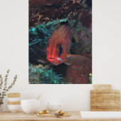Squirrelfish Portret Poster (Keuken)