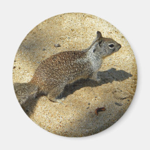 Squirrell Magneet