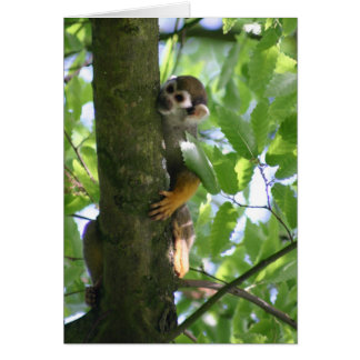 Squirrelmonkey