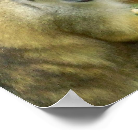 Squirrrel Monkey Poster (Hoek)