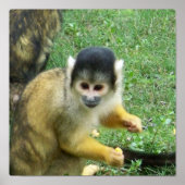 Squirrrel Monkey Poster (Voorkant)