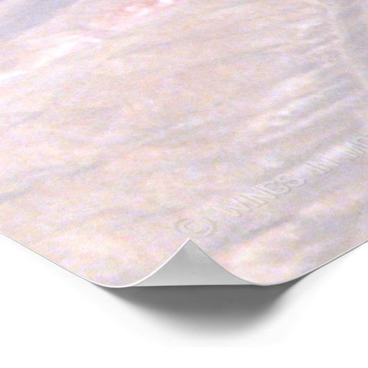 SR-71 BLACKBIRD POSTER (Hoek)