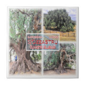 SRD006 LURAS, Millennial Olive Tree, Tegeltje (Voorkant)