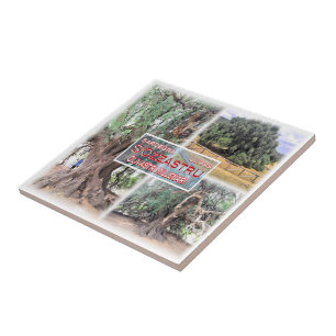 SRD006 LURAS, Millennial Olive Tree, Tegeltje