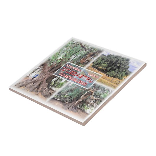 SRD006 LURAS, Millennial Olive Tree, Tegeltje (Zijkant)
