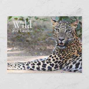 Sri Lanka Leopard Briefkaart