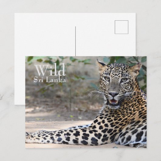 Sri Lanka Leopard Briefkaart (Voorkant / Achterkant)