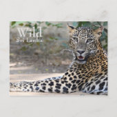Sri Lanka Leopard Briefkaart (Voorkant)
