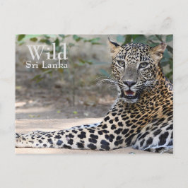 Sri Lanka Leopard Briefkaart