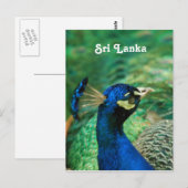 Sri Lanka Peafowl Briefkaart (Voorkant / Achterkant)