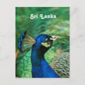 Sri Lanka Peafowl Briefkaart (Voorkant)