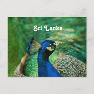 Sri Lanka Peafowl Briefkaart