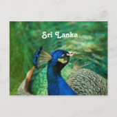 Sri Lanka Peafowl Briefkaart (Voorkant)