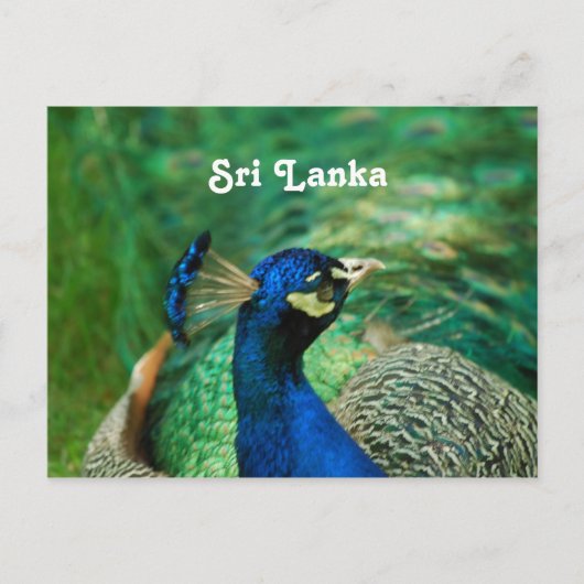 Sri Lanka Peafowl Briefkaart (Voorkant)