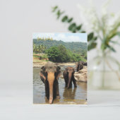 Sri Lanka, Pinnawala Elephant Orphanage Briefkaart (Staand voorkant)